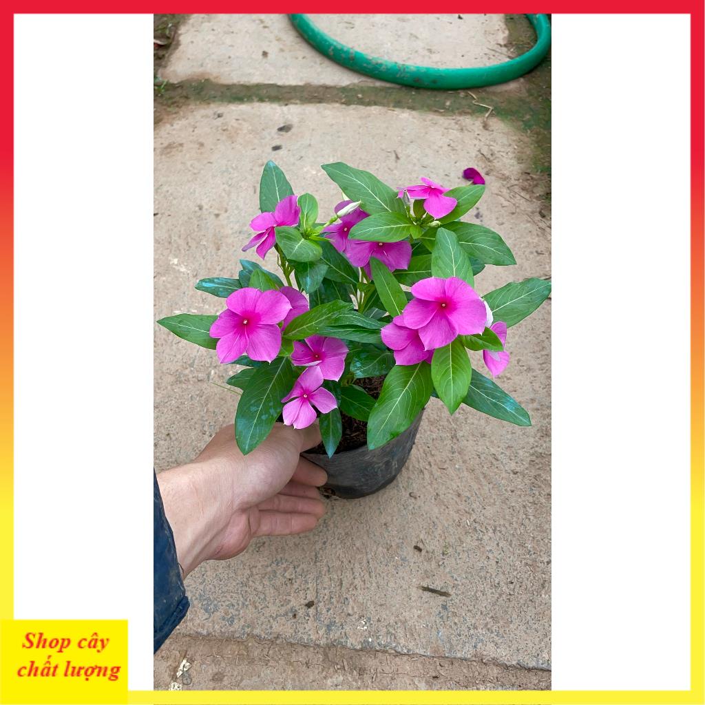 Cây hoa dừa cạn nhiều màu@