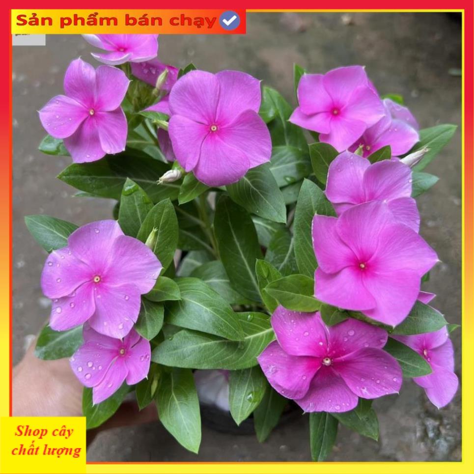 Cây hoa dừa cạn nhiều màu@