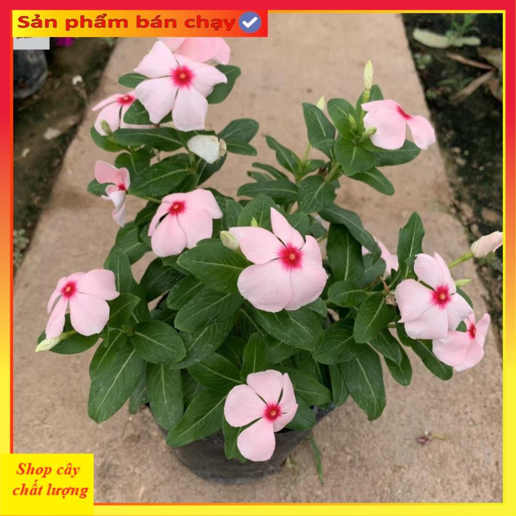 Cây hoa dừa cạn nhiều màu@