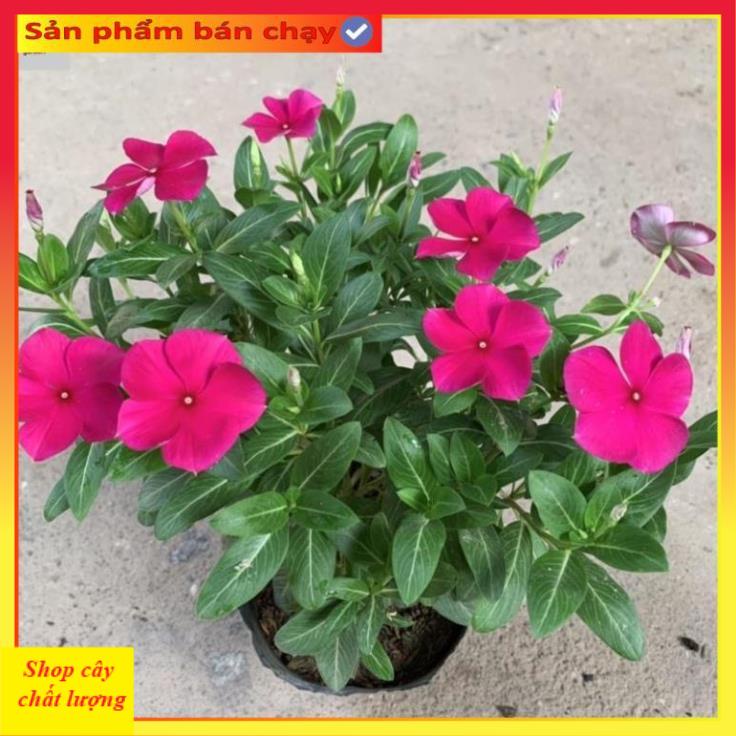 Cây hoa dừa cạn nhiều màu@