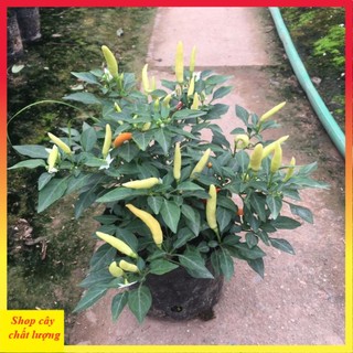 Cây ớt chỉ thiên 20cm, trồng cảnh và ăn quả