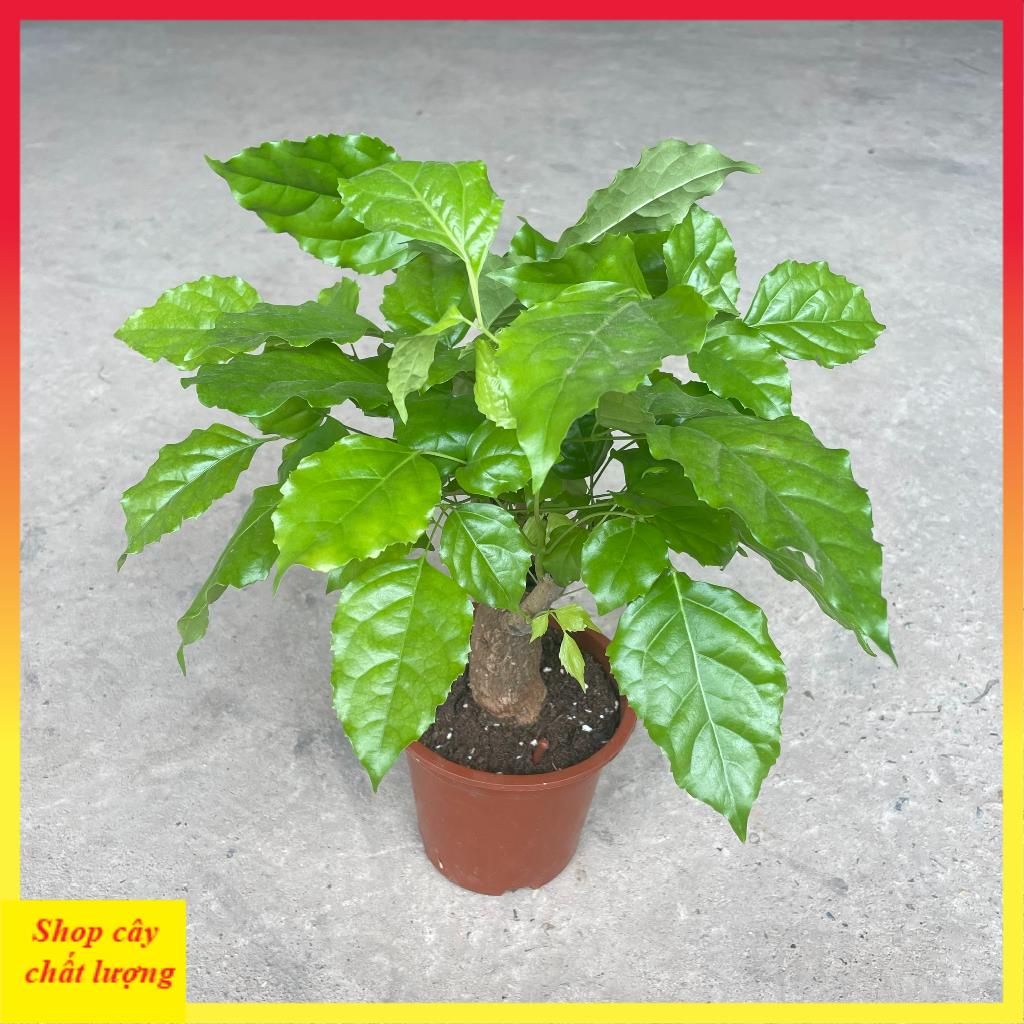 Cây hạnh phúc phong thủy , chiều cao 30-35cm tán to đẹp dễ chăm sóc