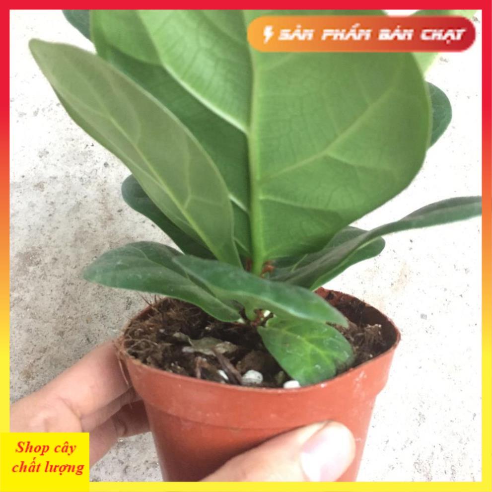 Cây bàng singapore mini để bàn, Cao 15cm lá to khỏe