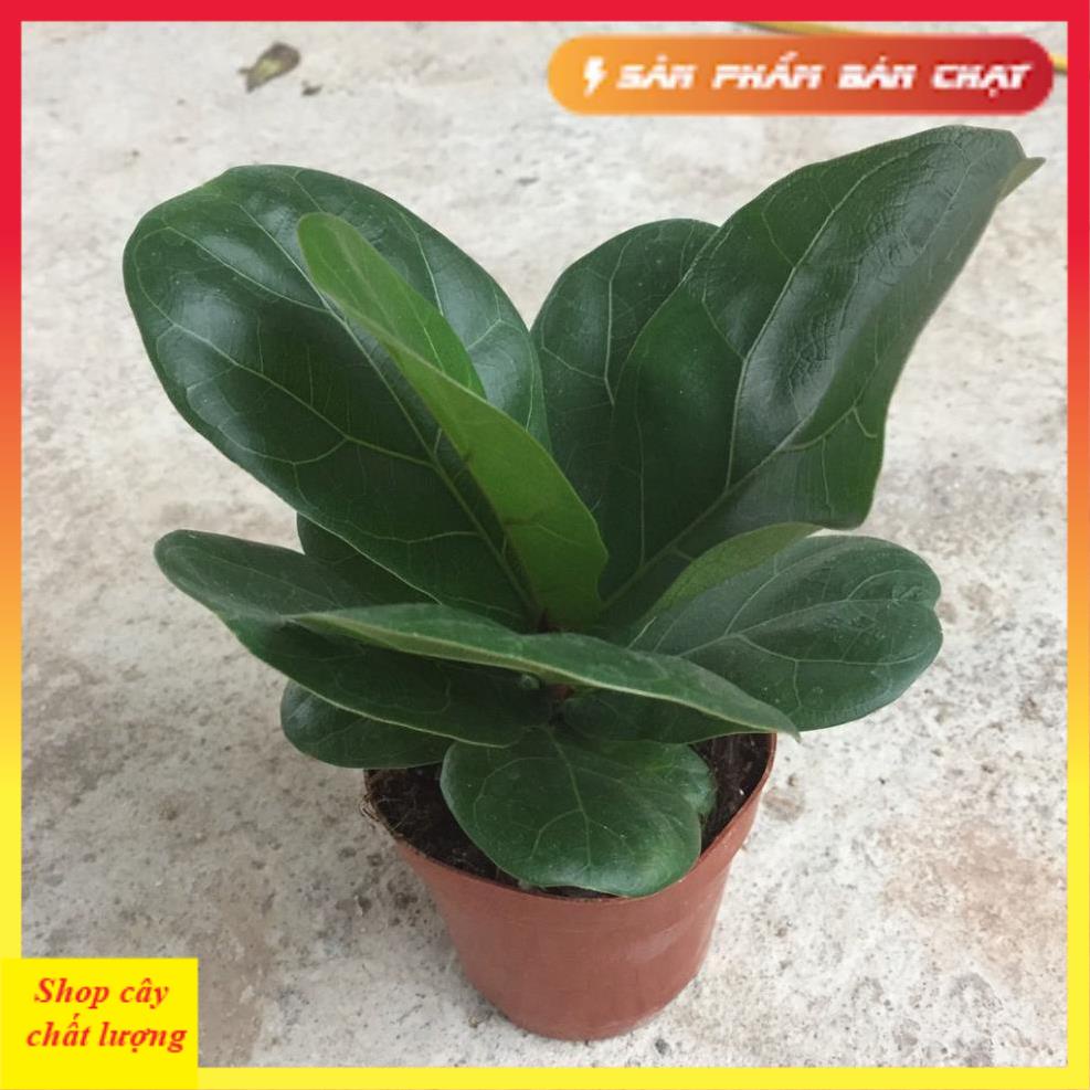 Cây bàng singapore mini để bàn, Cao 15cm lá to khỏe