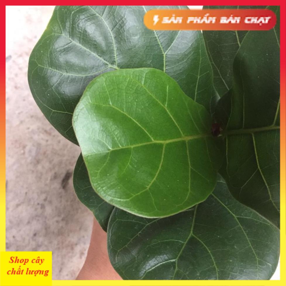 Cây bàng singapore mini để bàn, Cao 15cm lá to khỏe