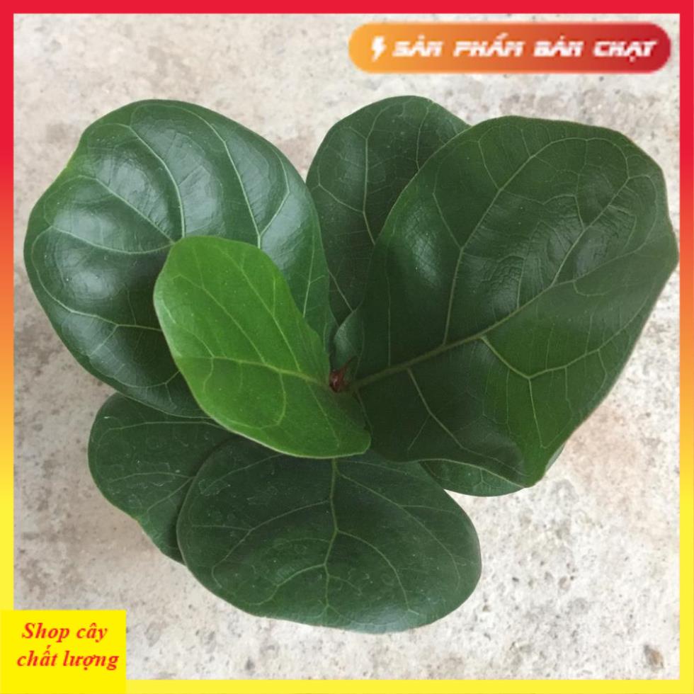 Cây bàng singapore mini để bàn, Cao 15cm lá to khỏe