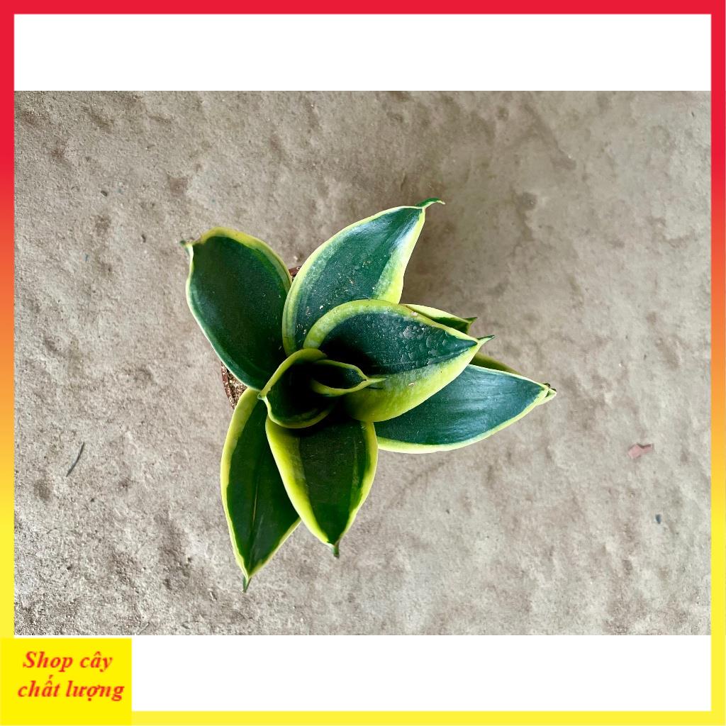 Cây lưỡi hổ mini thân mập lá dày trang trí bàn làm việc, cây bền dễ chăm sóc
