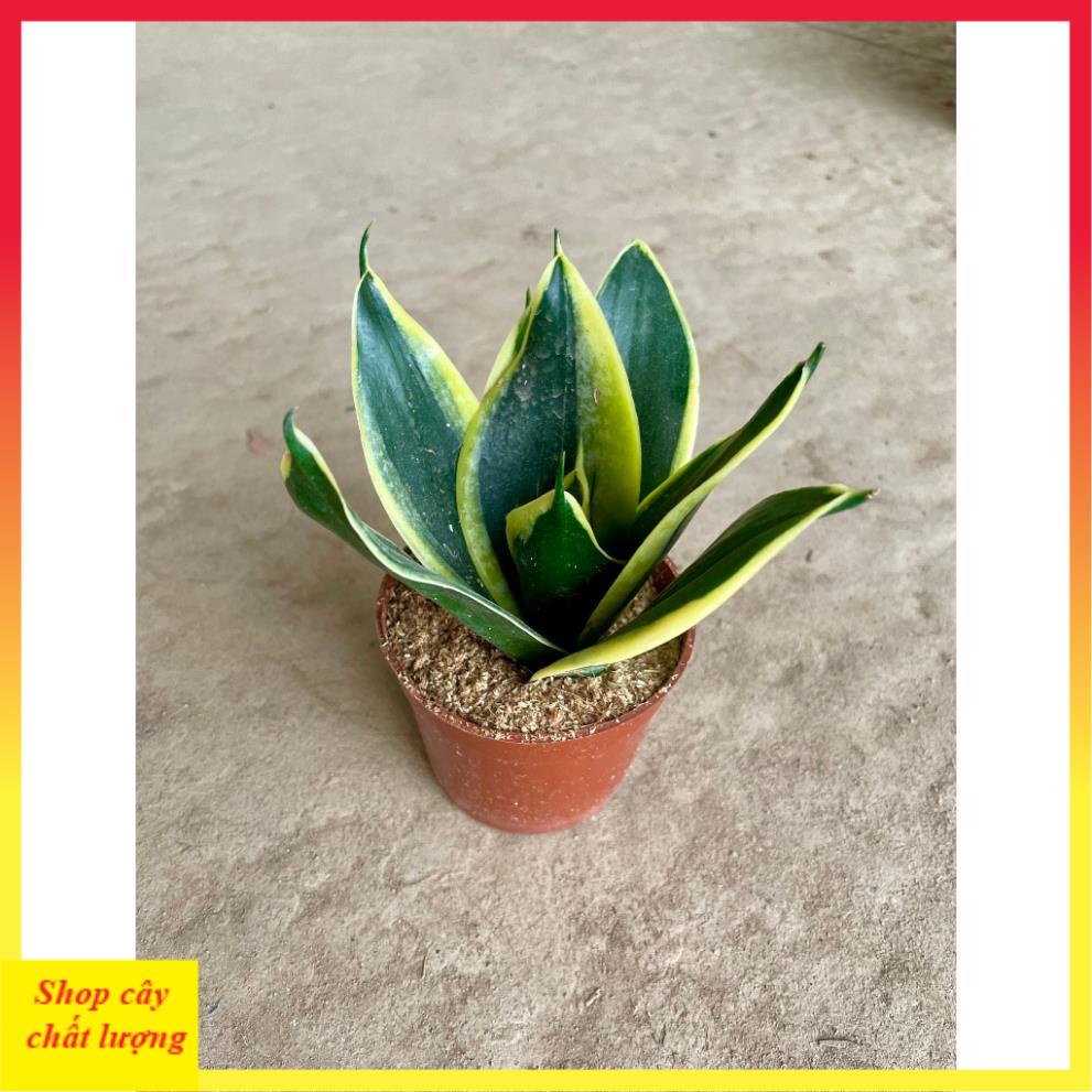 Cây lưỡi hổ mini thân mập lá dày trang trí bàn làm việc, cây bền dễ chăm sóc