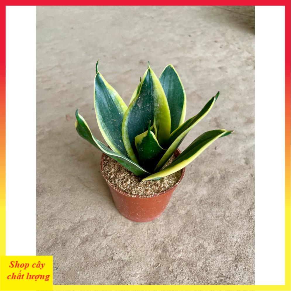 Cây lưỡi hổ mini thân mập lá dày trang trí bàn làm việc, cây bền dễ chăm sóc