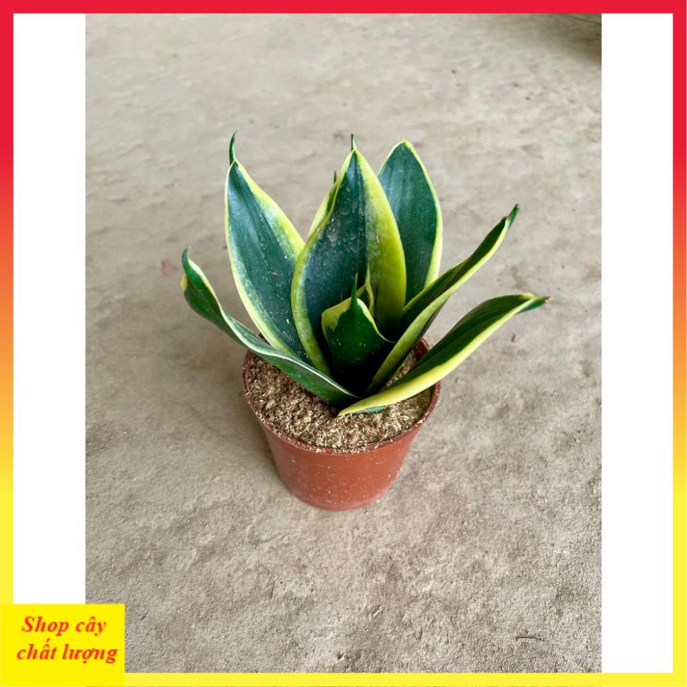 Cây lưỡi hổ mini thân mập lá dày trang trí bàn làm việc, cây bền dễ chăm sóc