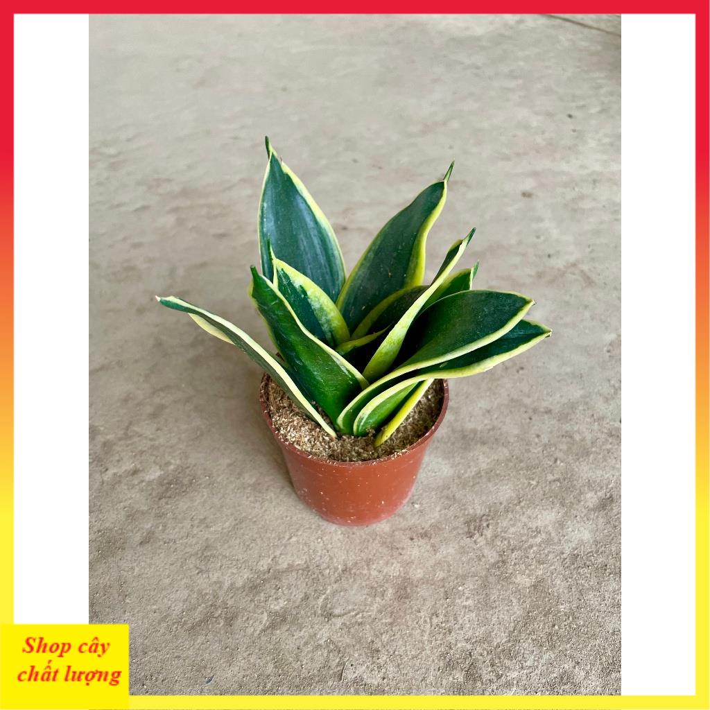Cây lưỡi hổ mini thân mập lá dày trang trí bàn làm việc, cây bền dễ chăm sóc