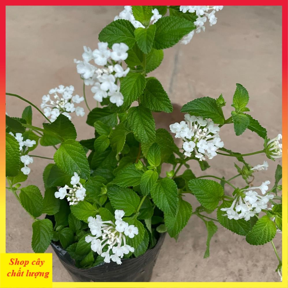 Cây hoa ngũ sắc trắng 20cm, ra hoa quanh năm, cây khỏe dễ chăm