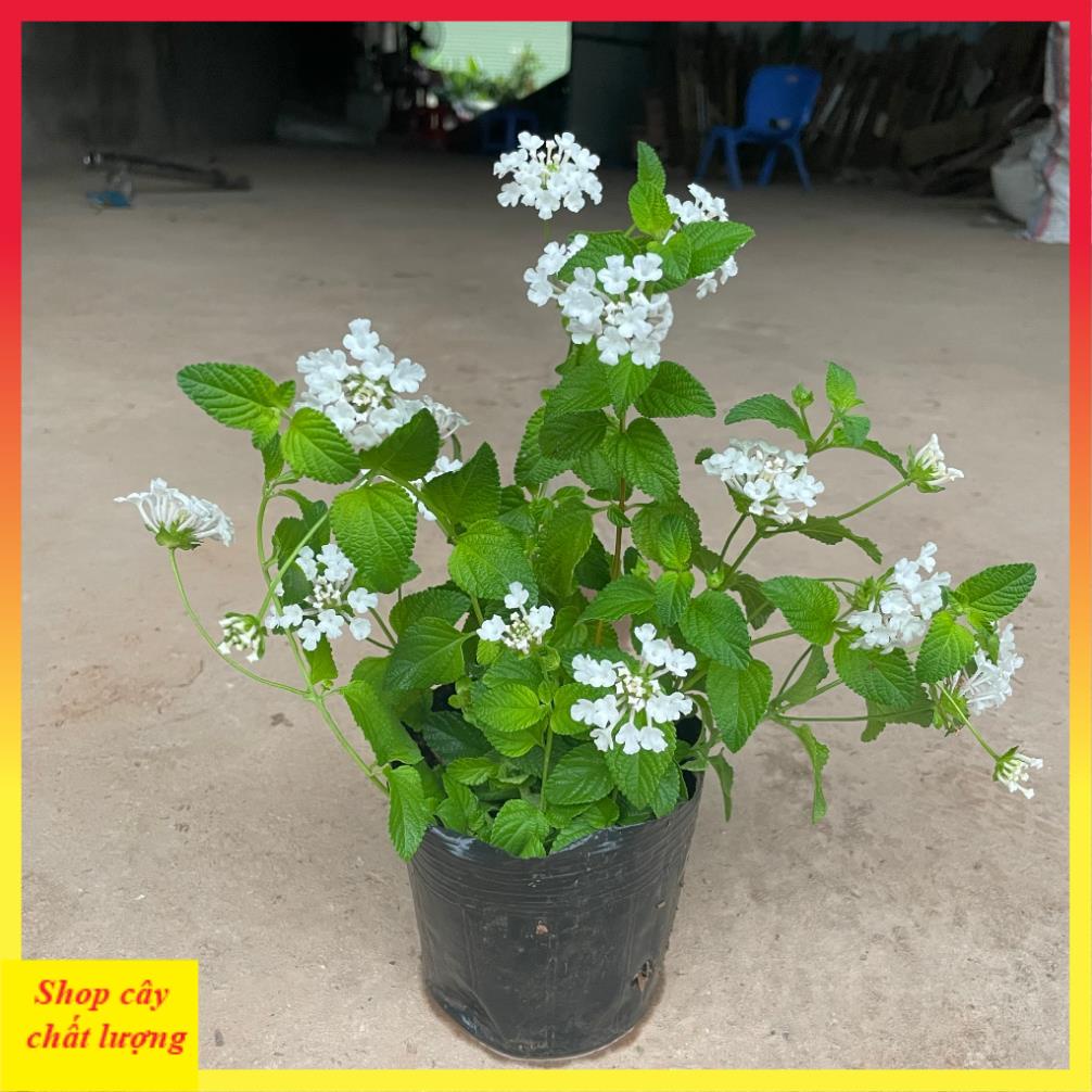Cây hoa ngũ sắc trắng 20cm, ra hoa quanh năm, cây khỏe dễ chăm