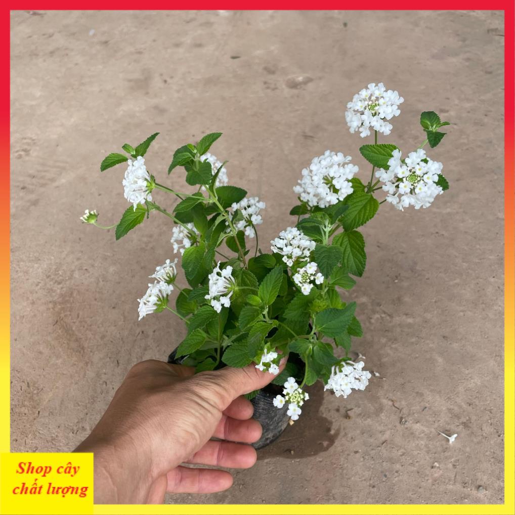 Cây hoa ngũ sắc trắng 20cm, ra hoa quanh năm, cây khỏe dễ chăm