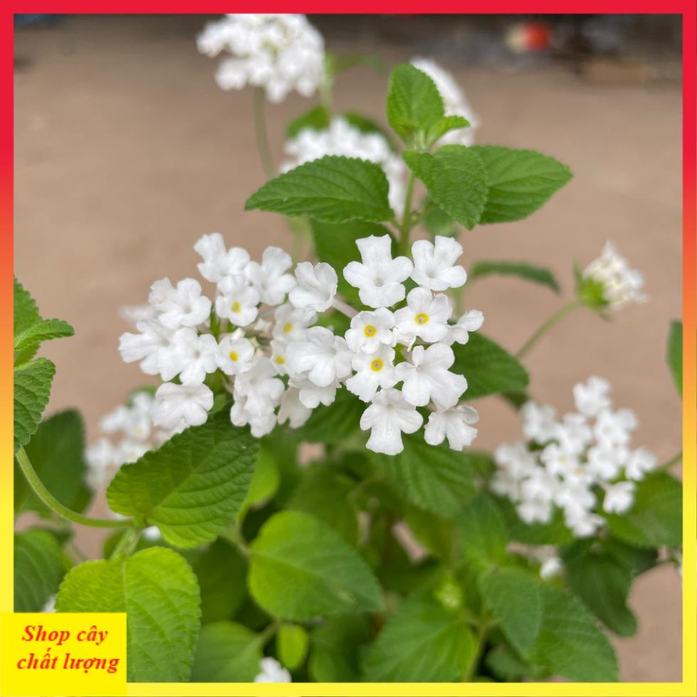 Cây hoa ngũ sắc trắng 20cm, ra hoa quanh năm, cây khỏe dễ chăm