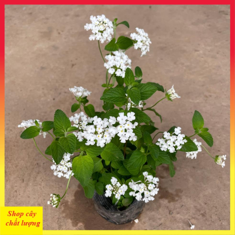 Cây hoa ngũ sắc trắng 20cm, ra hoa quanh năm, cây khỏe dễ chăm