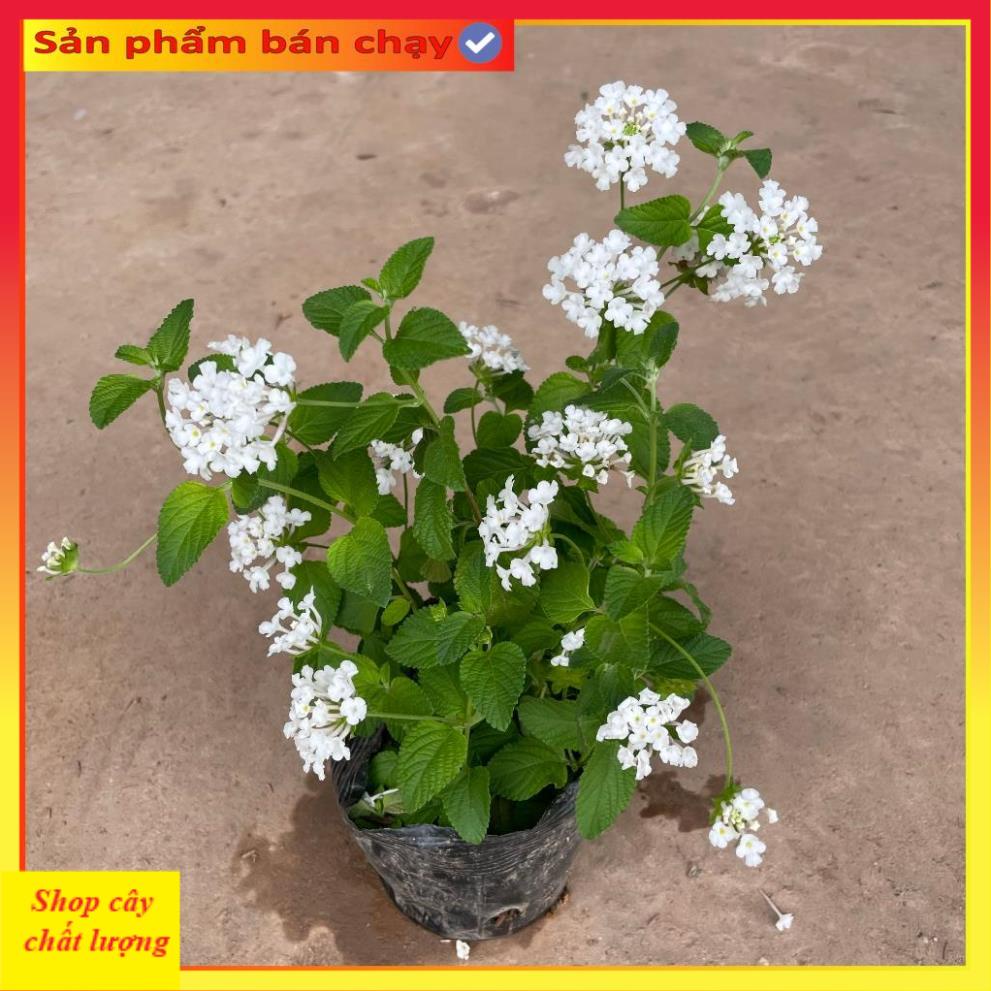 Cây hoa ngũ sắc trắng 20cm, ra hoa quanh năm, cây khỏe dễ chăm