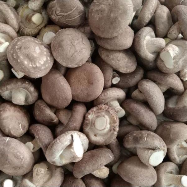 Nấm Hương Sấy Thăng Hoa An Nhiên 100g