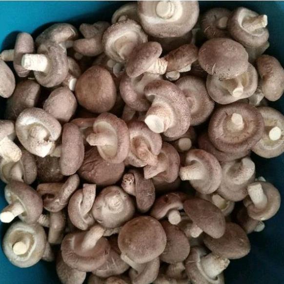 Nấm Hương Sấy Thăng Hoa An Nhiên 100g