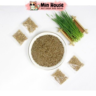 Hạt giống cỏ mèo + hộp trồng