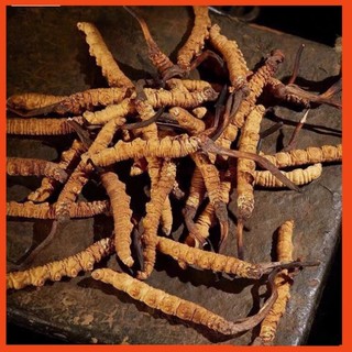  ĐÔNG TRÙNG HẠ THẢO NGUYÊN CON BHUTAN-(HÀNG ĐẶC BIỆT)  10gr(28-30con) thượng phẩm đại bổ MS33
