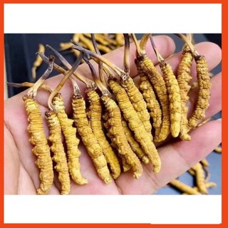  ĐÔNG TRÙNG HẠ THẢO BHUTAN NGUYÊN CON -(HÀNG ĐẶC BIỆT) 0.36gr/con (28-30 con,10gr) Thượng Phẩm Đại Bổ MS08