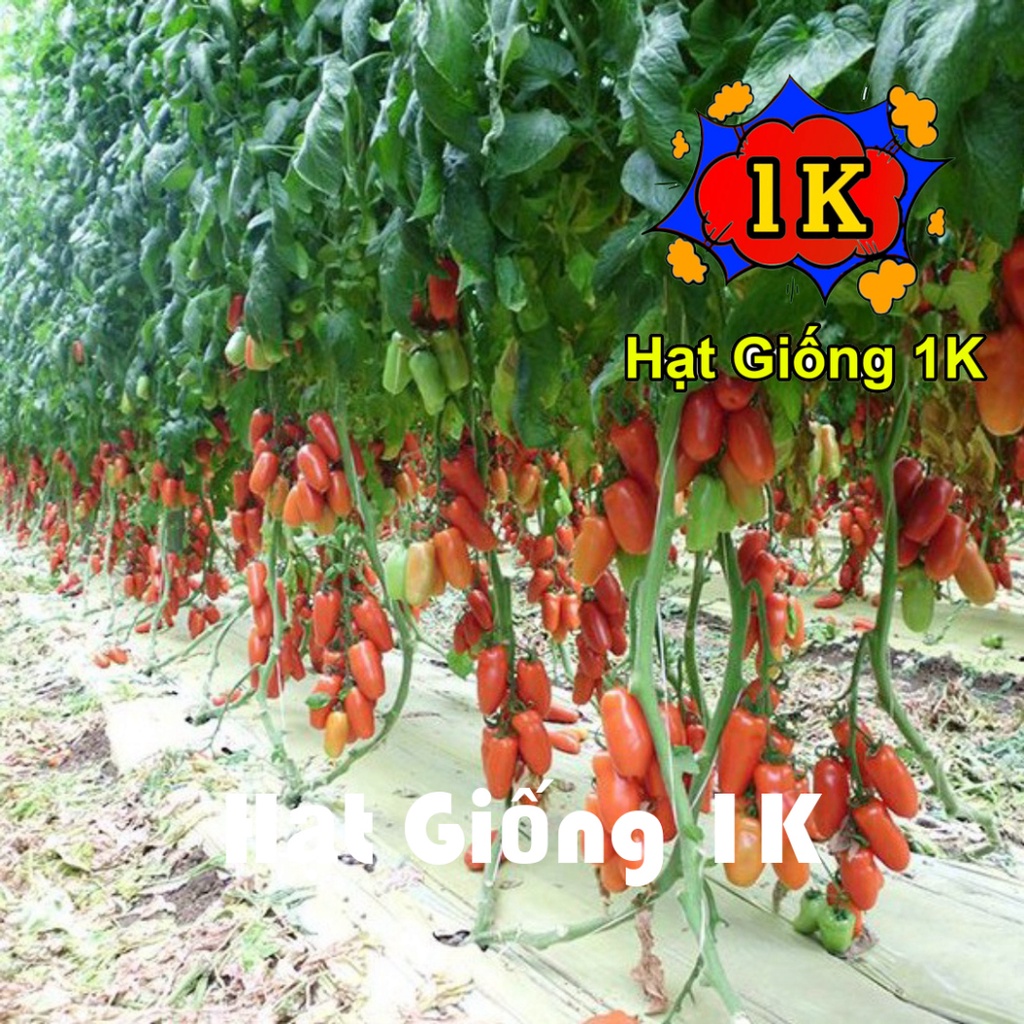 Hạt giống cà chua chuối đỏ F1 - 10 hạt