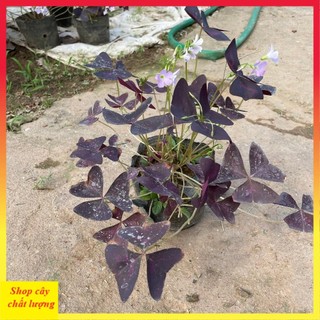 Cây hoa bướm đêm bầu đất cây khỏe