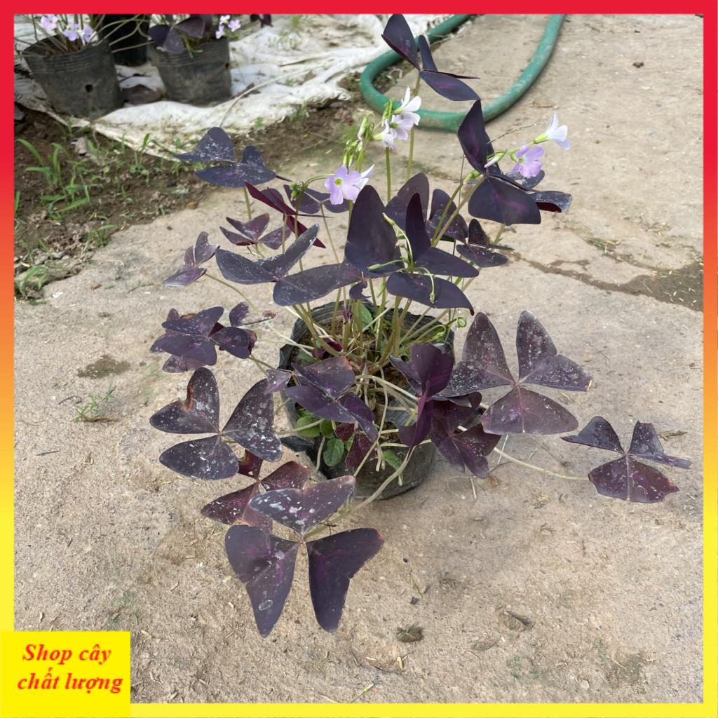 Cây hoa bướm đêm bầu đất cây khỏe 11