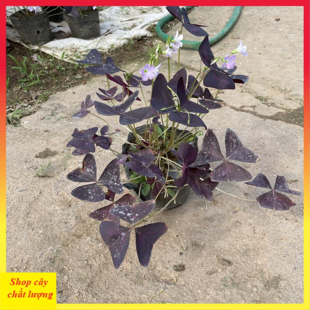 Cây hoa bướm đêm bầu đất cây khỏe 11