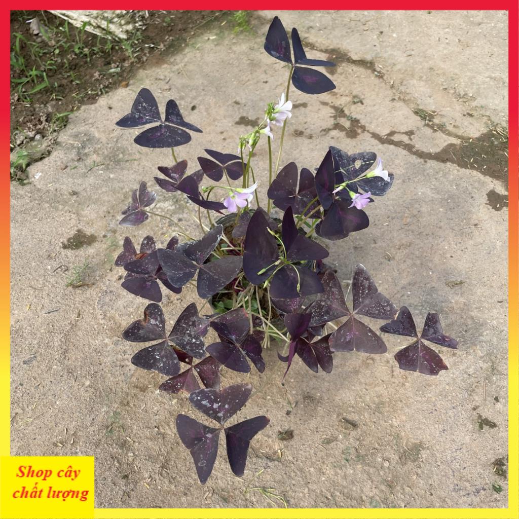 Cây hoa bướm đêm bầu đất cây khỏe 11