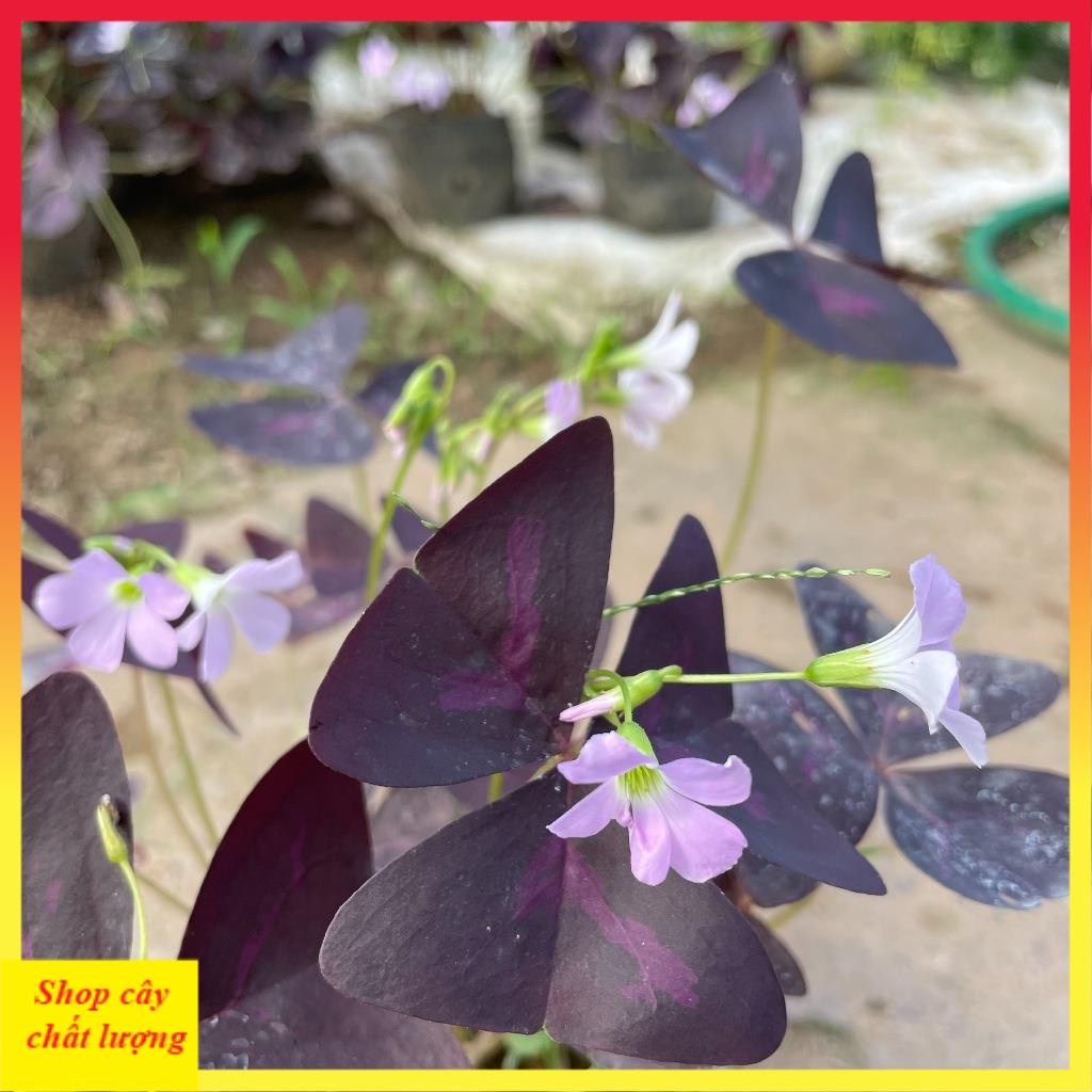 Cây hoa bướm đêm bầu đất cây khỏe 11