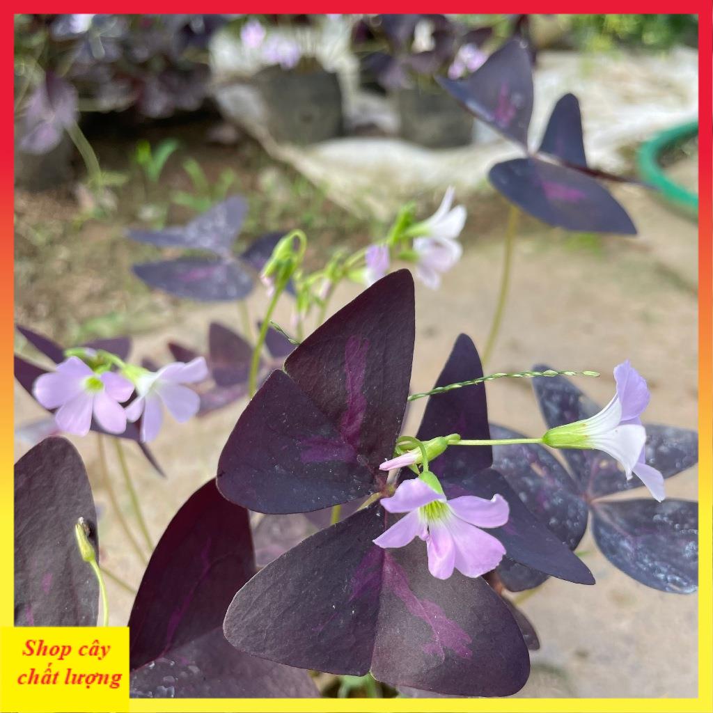 Cây hoa bướm đêm bầu đất cây khỏe 11