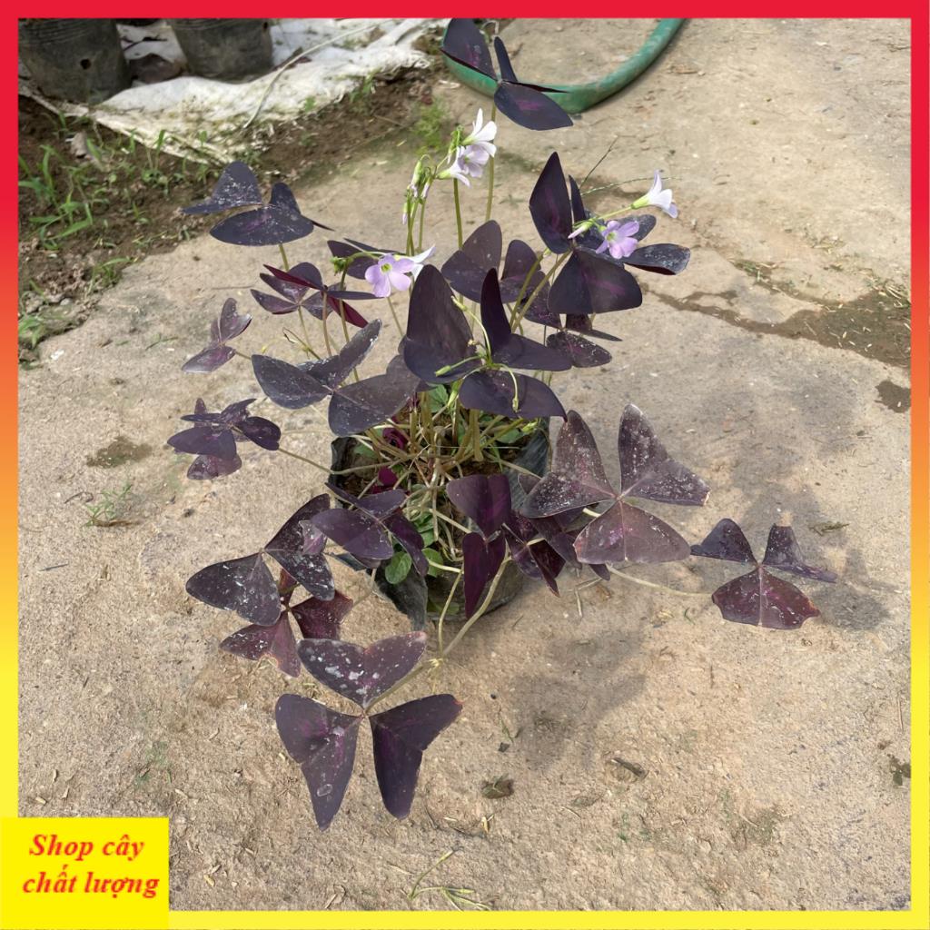 Cây hoa bướm đêm bầu đất cây khỏe 11