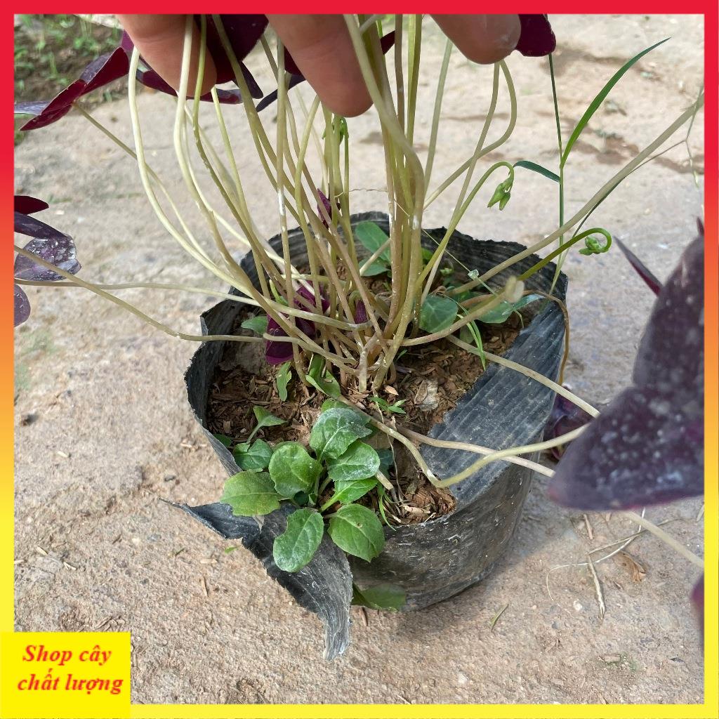 Cây hoa bướm đêm bầu đất cây khỏe 11