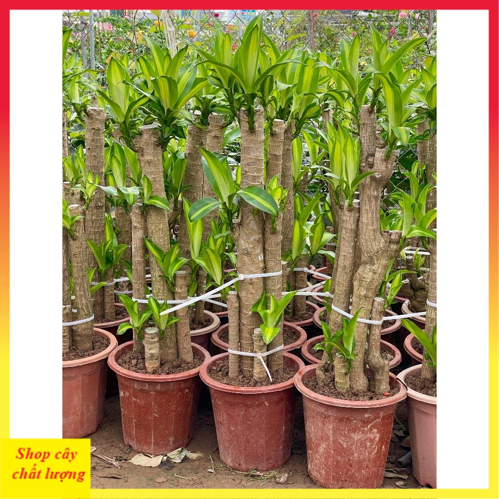 Cây Thiết Mộc Lan size to