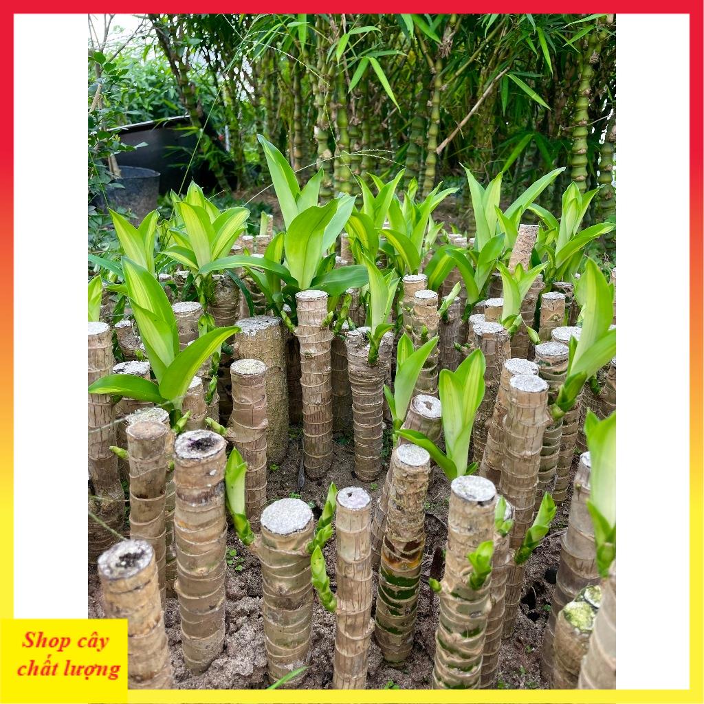 Cây Thiết Mộc Lan size to