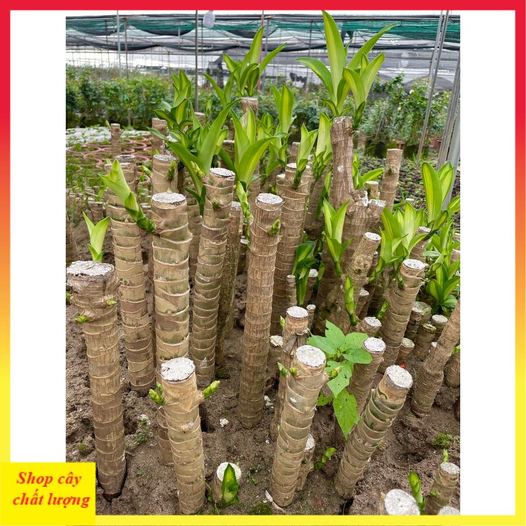 Cây Thiết Mộc Lan size to