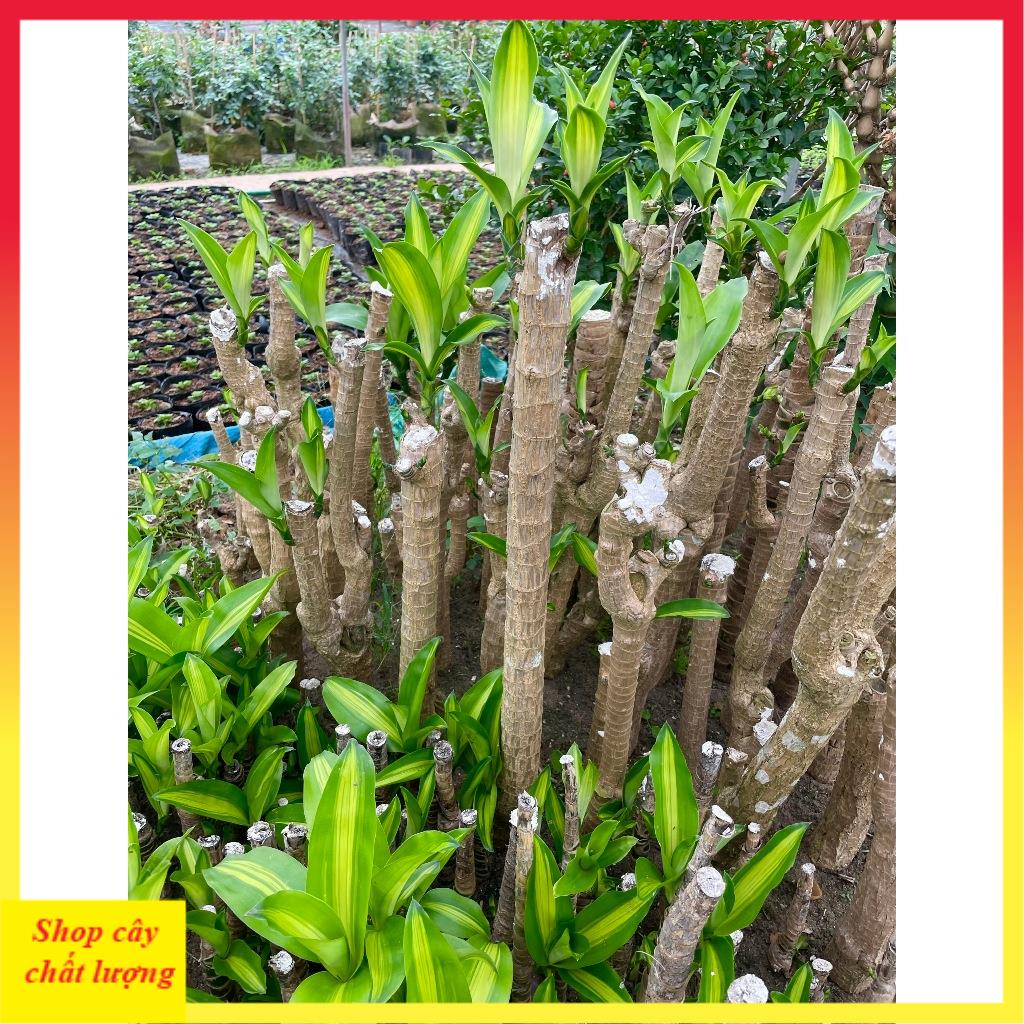 Cây Thiết Mộc Lan size to