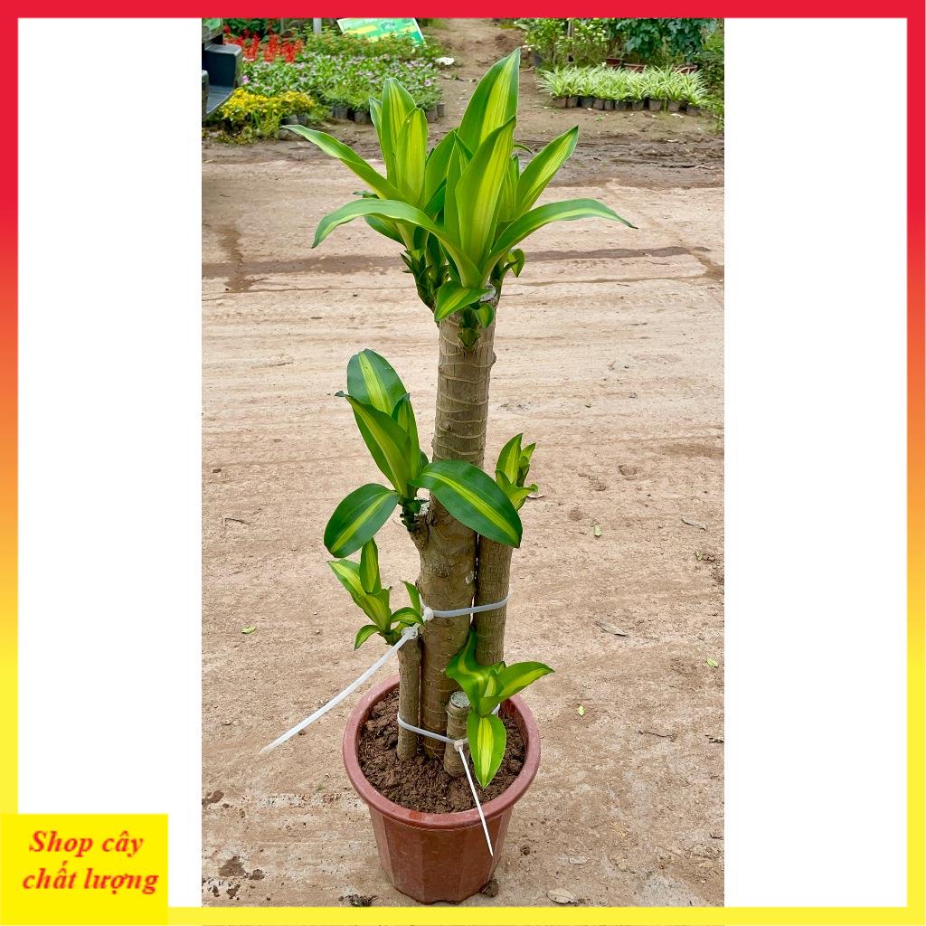 Cây Thiết Mộc Lan size to