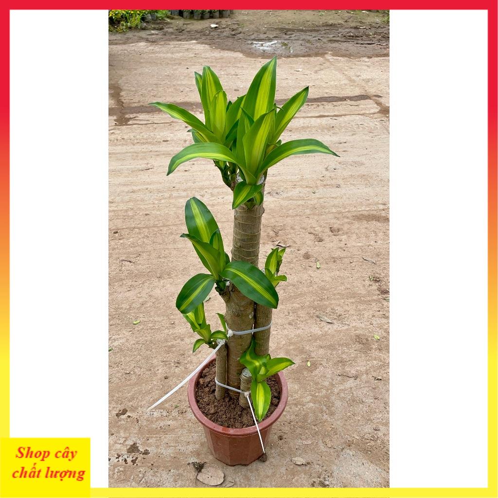 Cây Thiết Mộc Lan size to