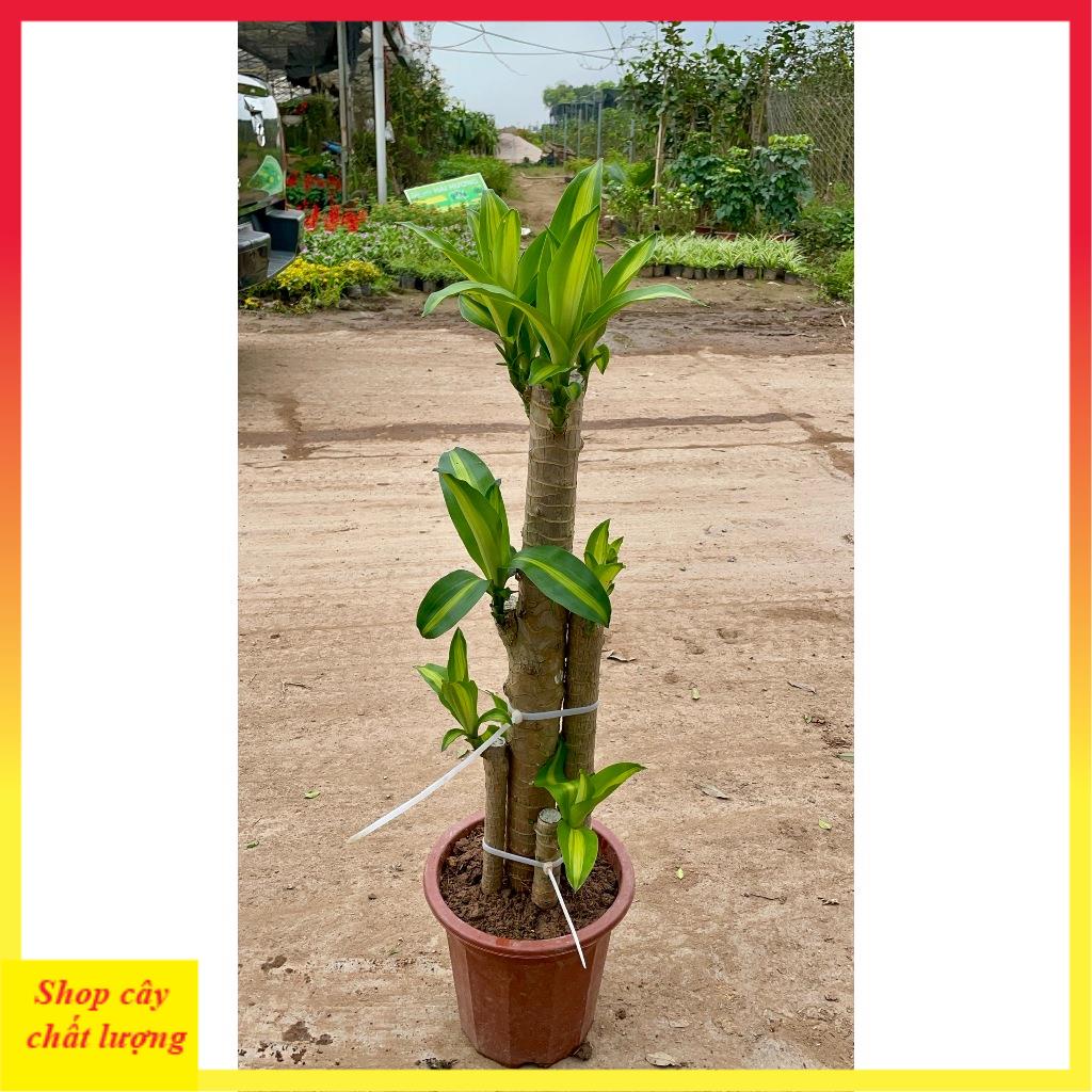 Cây Thiết Mộc Lan size to