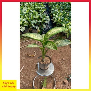 Cây Vạn Niên Thanh size lớn bầu đất rễ khỏe