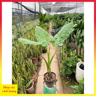 Cây ráy voi cảnh sẵn bầu phát triển mạnh