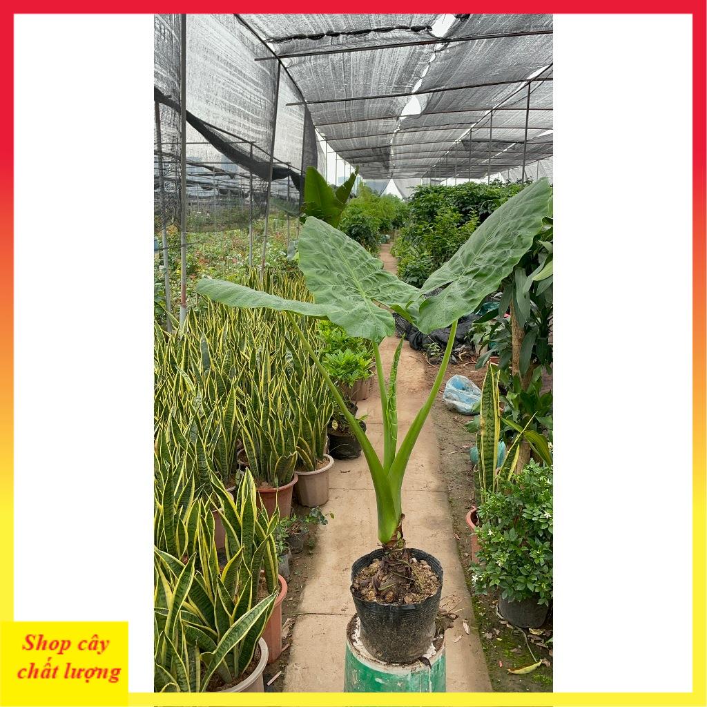 Cây ráy voi cảnh sẵn bầu phát triển mạnh 11