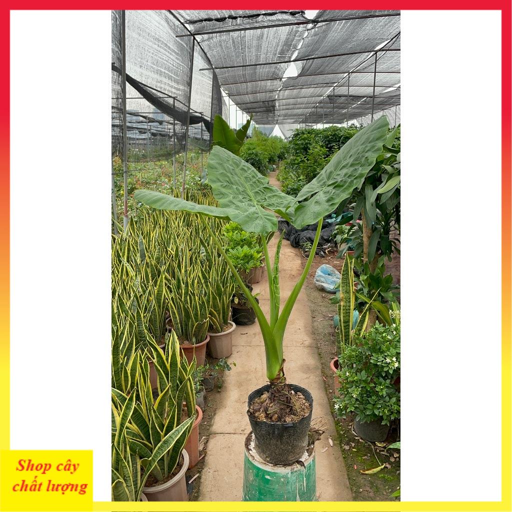 Cây ráy voi cảnh sẵn bầu phát triển mạnh 11
