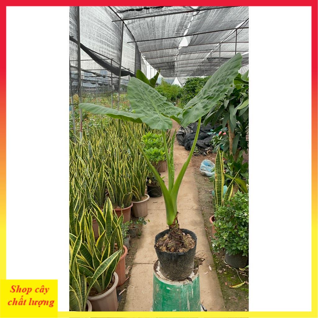 Cây ráy voi cảnh sẵn bầu phát triển mạnh 11