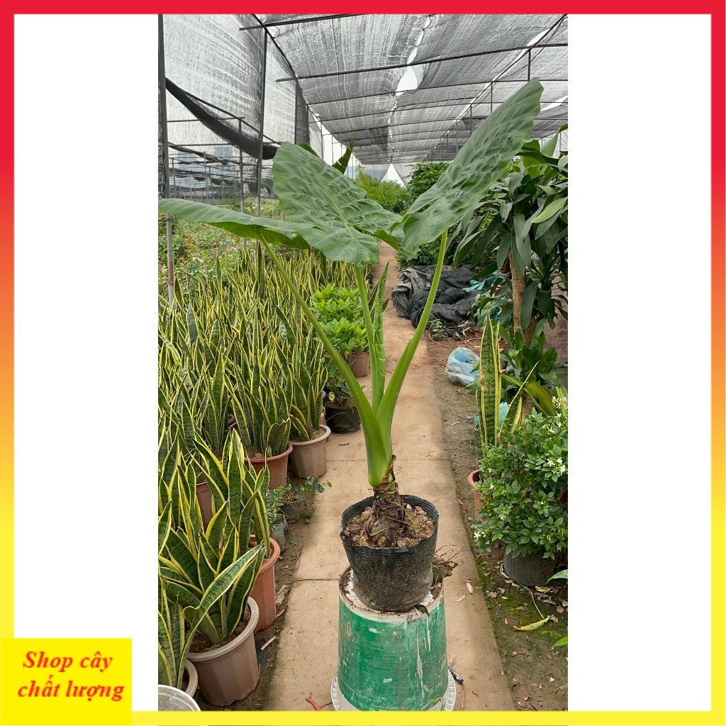 Cây ráy voi cảnh sẵn bầu phát triển mạnh 11