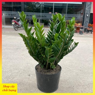Cây kim tiền size To 1M lá xanh tán dày