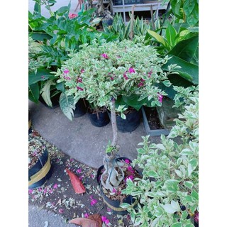 Cây hoa giấy cẩm thạch